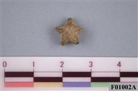 藏品(海星化石)的圖片